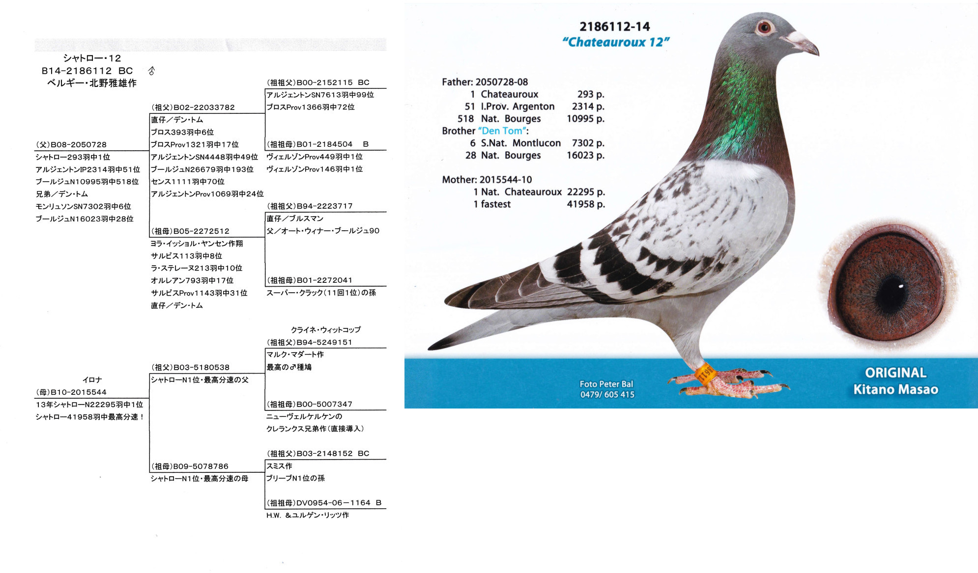 レース 鳩 北野