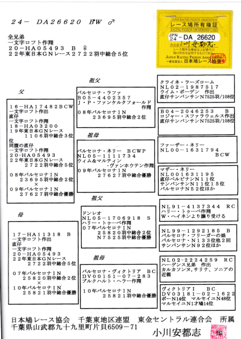 はねとも出品 レース鳩モールオークション - 出品鳩「24DA26620 BW」小川