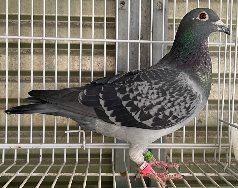レース鳩モールオークション - 出品鳩「23HB03520 BC