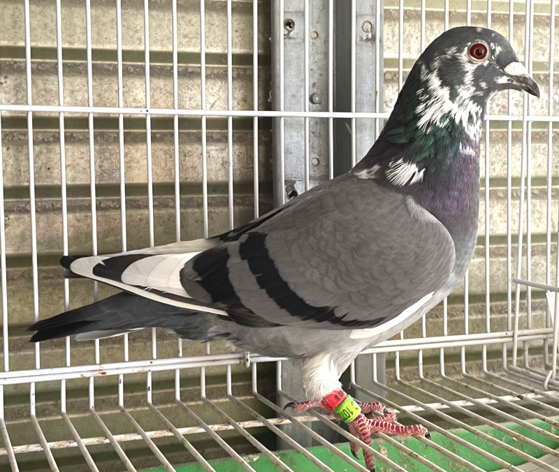 レース鳩モールオークション - 出品鳩「23LC10728 BWP