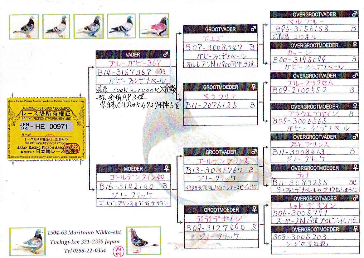 【03鳩ページ①】 レース鳩モールオークション - 出品鳩「24HE00971 B