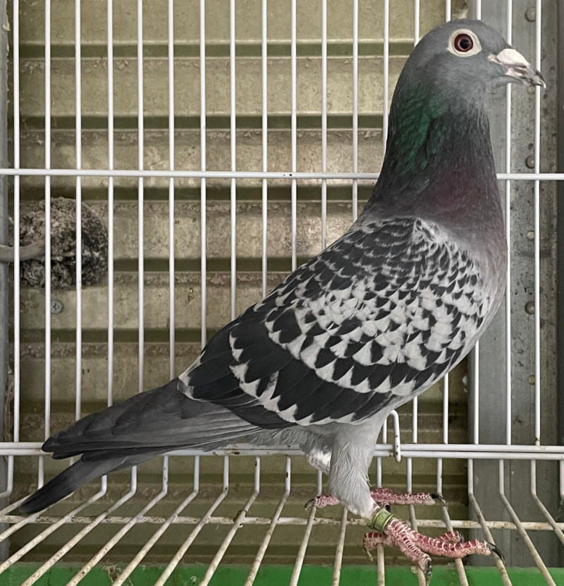 幸せを運ぶ鳩 幸せを運ぶハトのアイテム | Creema