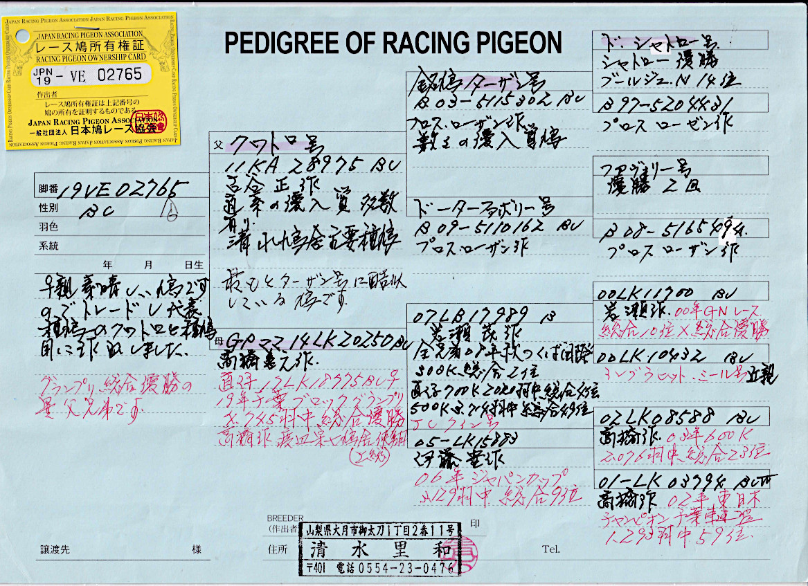 レース鳩モールオークション - 出品鳩♂25番 レース鳩モールオークション - 出品鳩♂25番
