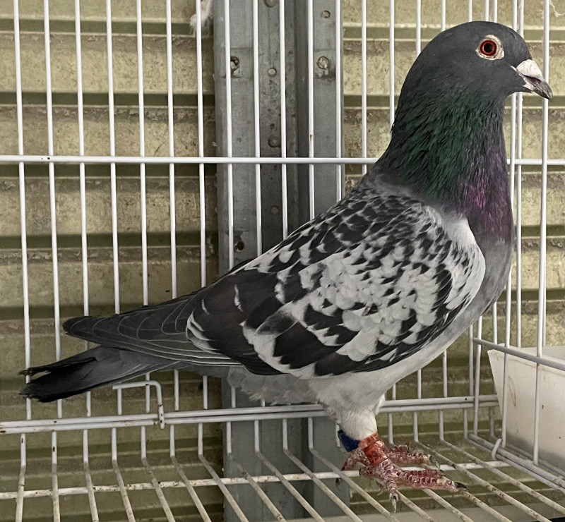 レース鳩モールオークション - 出品鳩♂33「22MK06474 BC