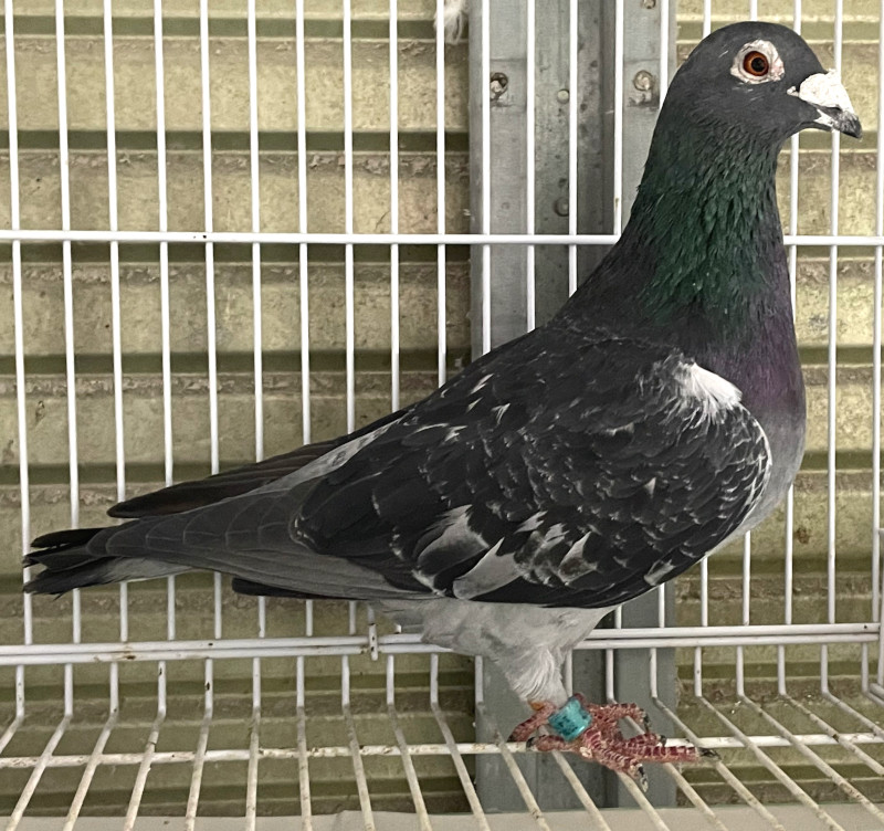 レース鳩モールオークション - 出品鳩♂8番「14MK07067 DC