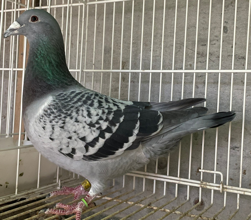 レース鳩モールオークション - 出品鳩若3番「24LS01370 BC