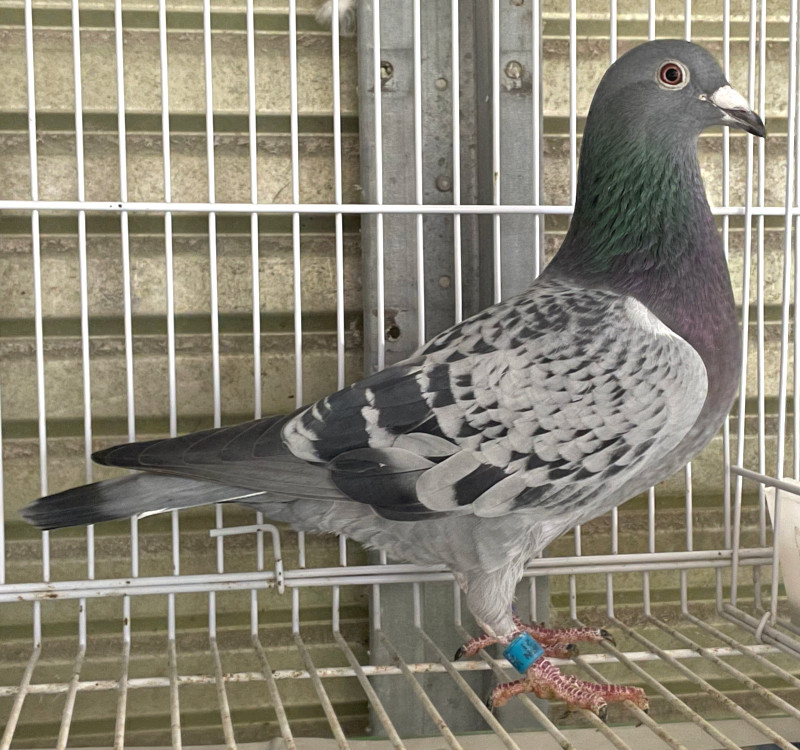 銅製:夫婦鳩(小判台付) 銅製:夫婦鳩(小判台付)