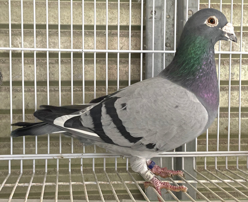 レース鳩モールオークション - 出品鳩「20OB27974 BW