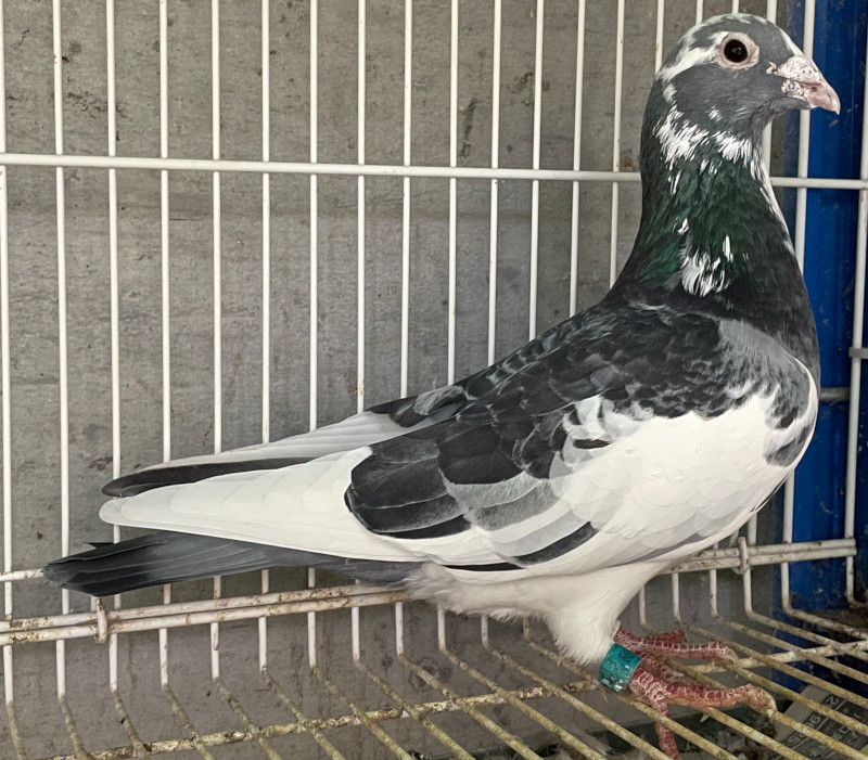 レース鳩モールオークション - 出品鳩「NL16－1406729