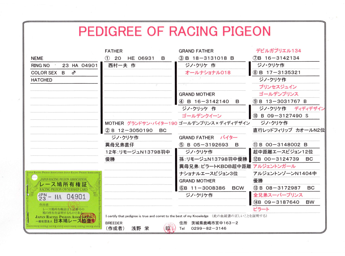 レース鳩モールオークション - 出品鳩「23HA04901 B