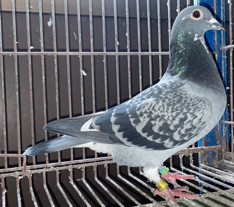 レース鳩モールオークション - 即決・出品鳩若26番