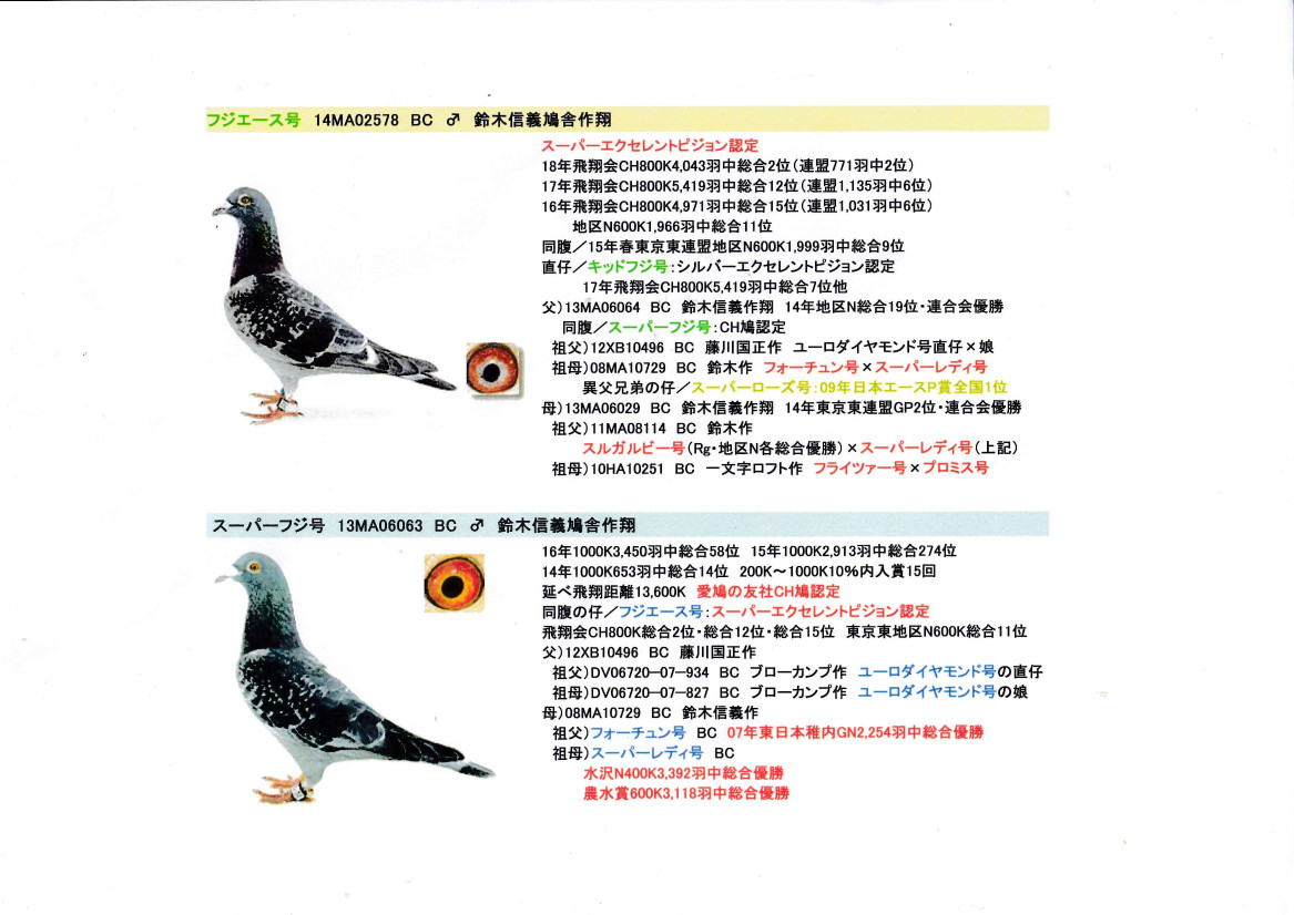 レース鳩用チップリング レース鳩用チップリング - メルカリ