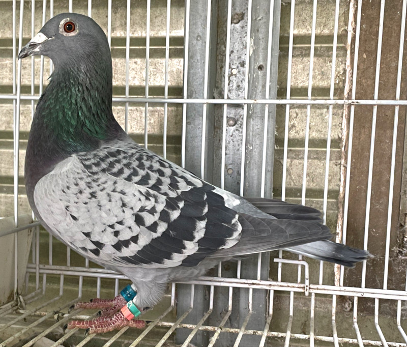 レース鳩モールオークション - 出品鳩「DV08228－16－591 BC