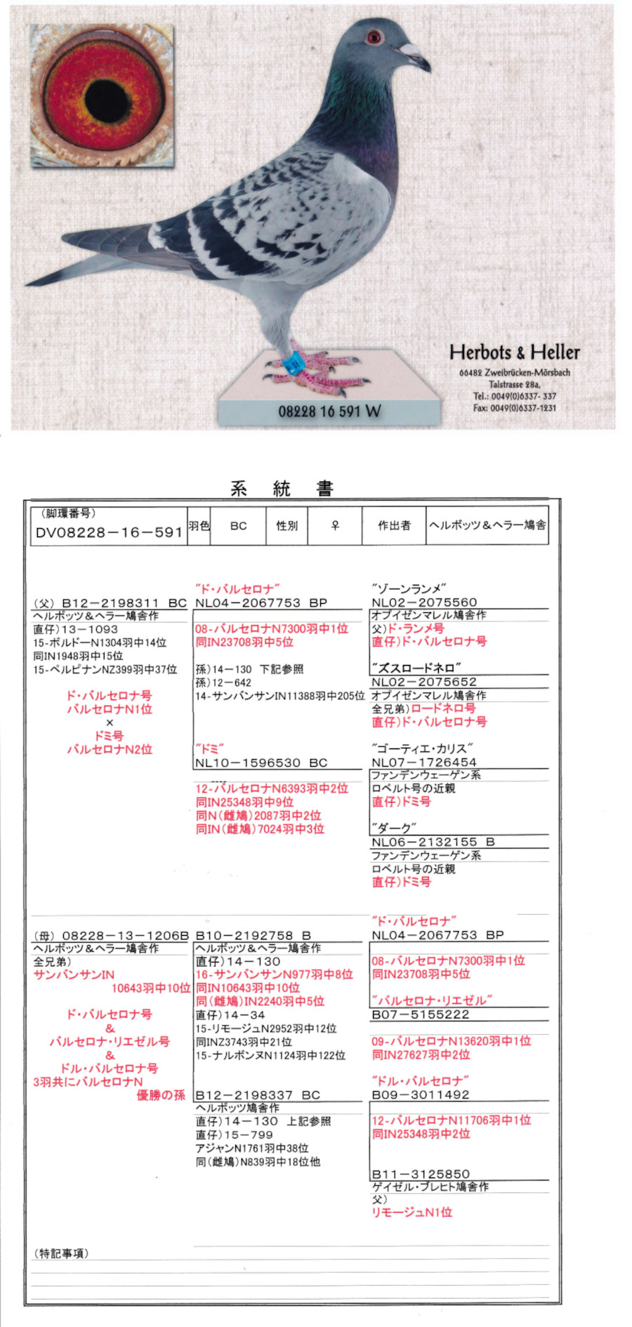 レース鳩モールオークション - 出品鳩「DV08228－16－591 BC