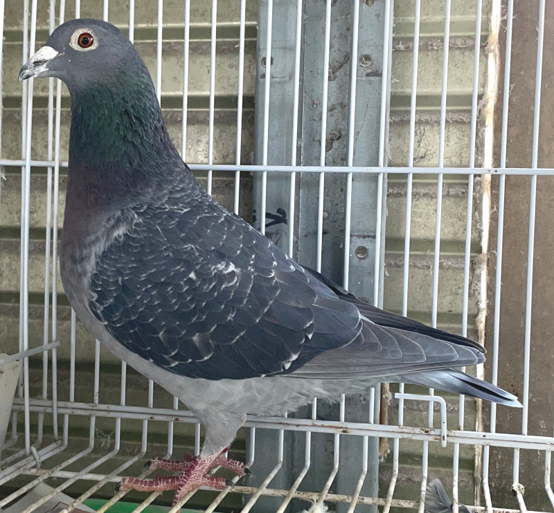 レース鳩モールオークション - 出品鳩