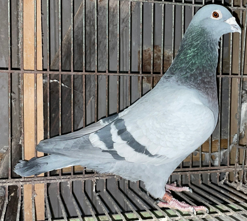 レース鳩モールオークション - 出品鳩「17DA29005 B♂」鳩