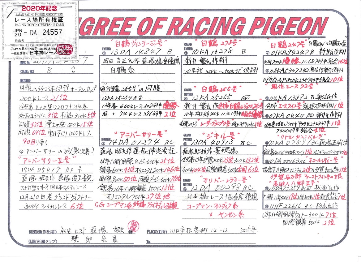 レース鳩モールオークション - 出品鳩「20DA24557 B