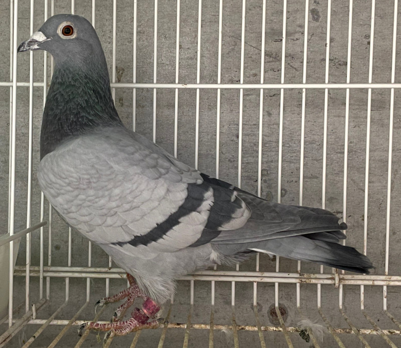 レース鳩モールオークション - 出品鳩「20WA02070 B♀」金沢