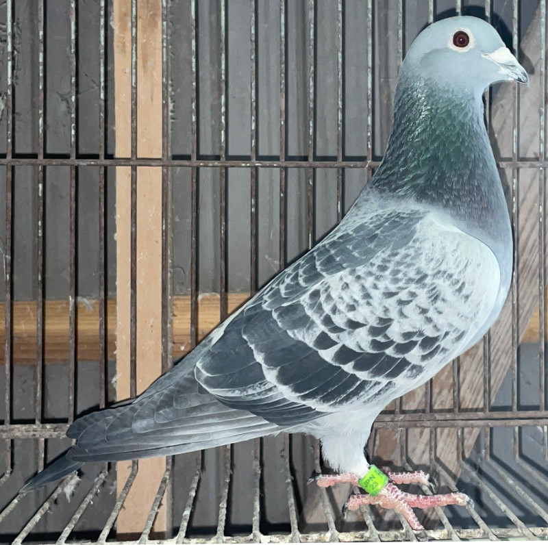 レース鳩モールオークション - 出品鳩24年生「23RB05323BC