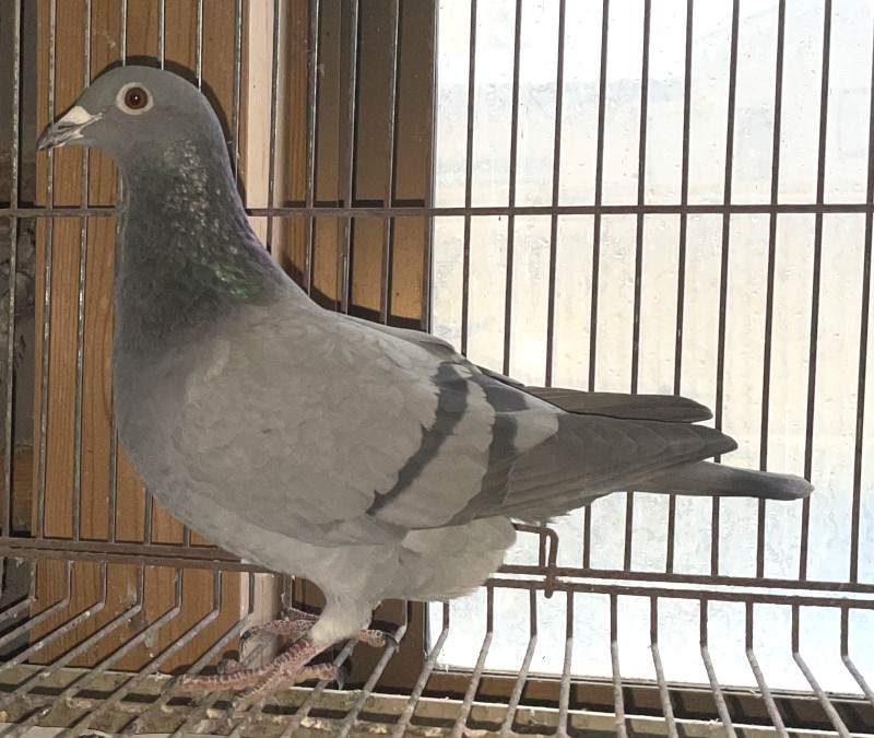 【中古】 ぎょ！っとパラダイス １/ラポート/ひな。 ぎょ!っとパラダイス (1) (TENMAコミックス) | ひな |本 | 通販