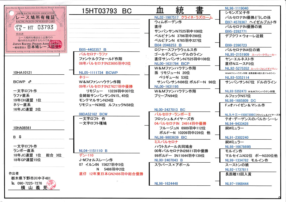 レース鳩モールオークション - 出品鳩「15HT03793 BC♂」横山