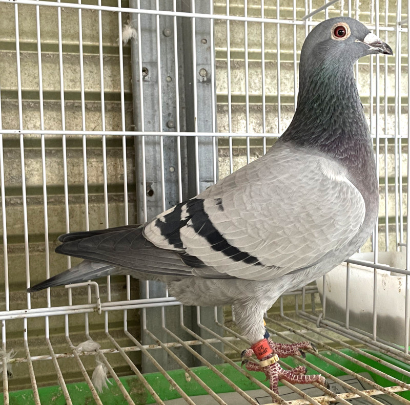 レース鳩モールオークション - 出品鳩♀28番