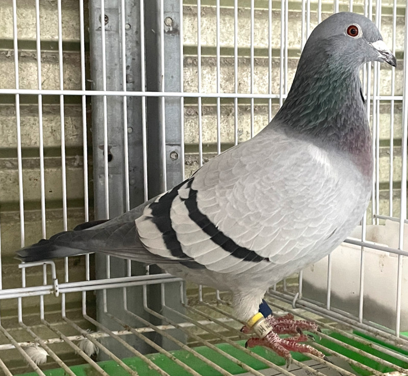 レース鳩モールオークション - 出品鳩♀24番「20HT05126 B
