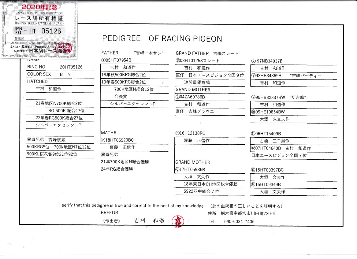 レース鳩モールオークション - 出品鳩♀24番「20HT05126 B