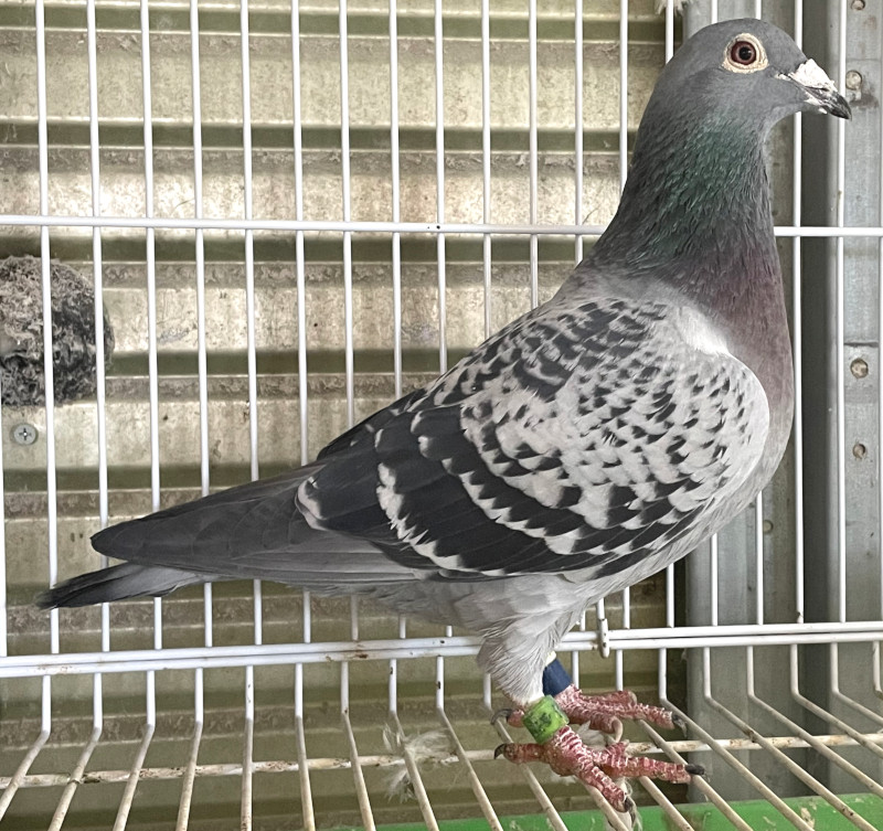 レース鳩モールオークション - 出品鳩♀11番「18HT06636 BC