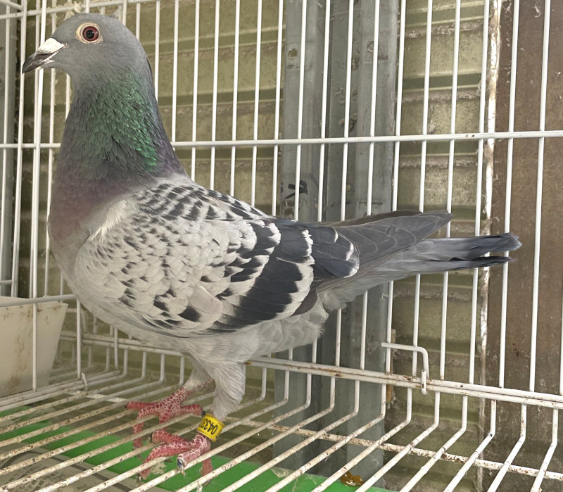 レース鳩モールオークション - 出品鳩若34番「24HT04337 BC