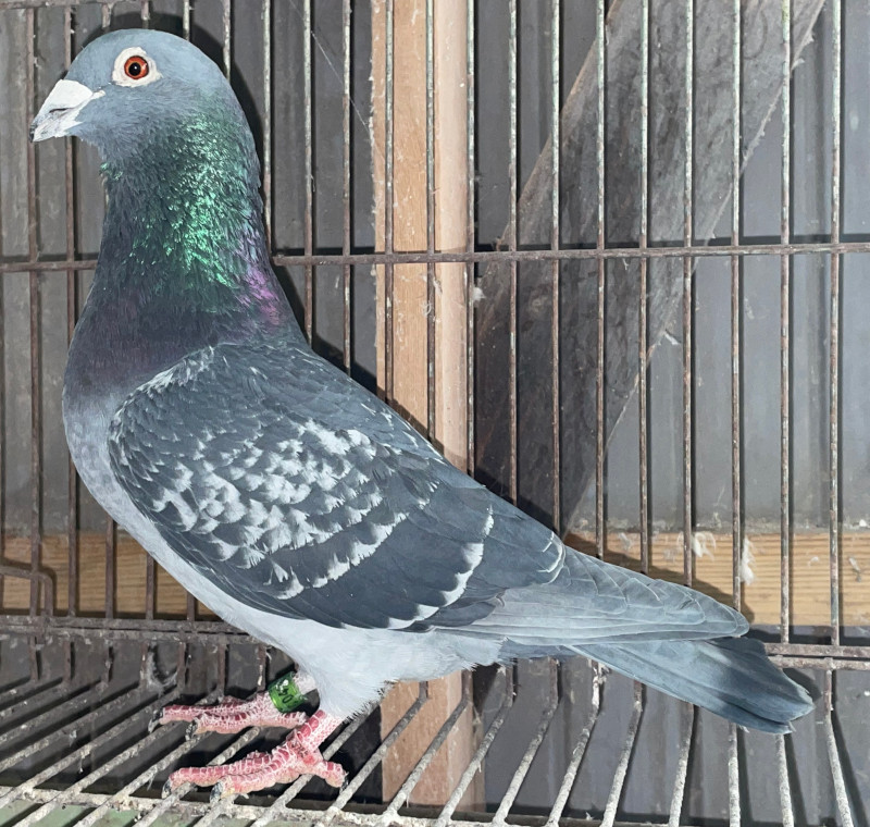 斑*鳩様 #ゆんの気まぐれオークション　(竹) 5枚　連番 マクドナルド 地図に 斑*鳩様 #ゆんの気まぐれオークション (竹) 5枚 連番