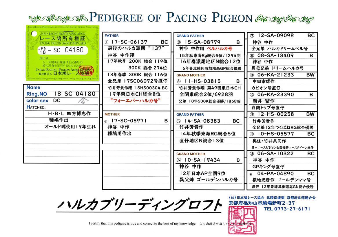 レース鳩モールオークション - 出品番♂10番19年生