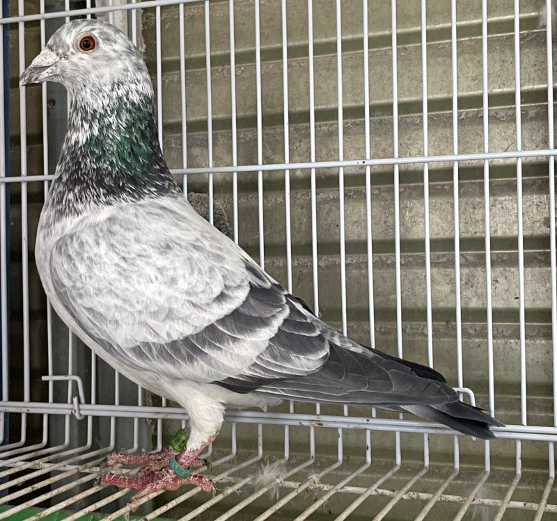 レース鳩モールオークション - 出品鳩♂7番稚内グリズル号