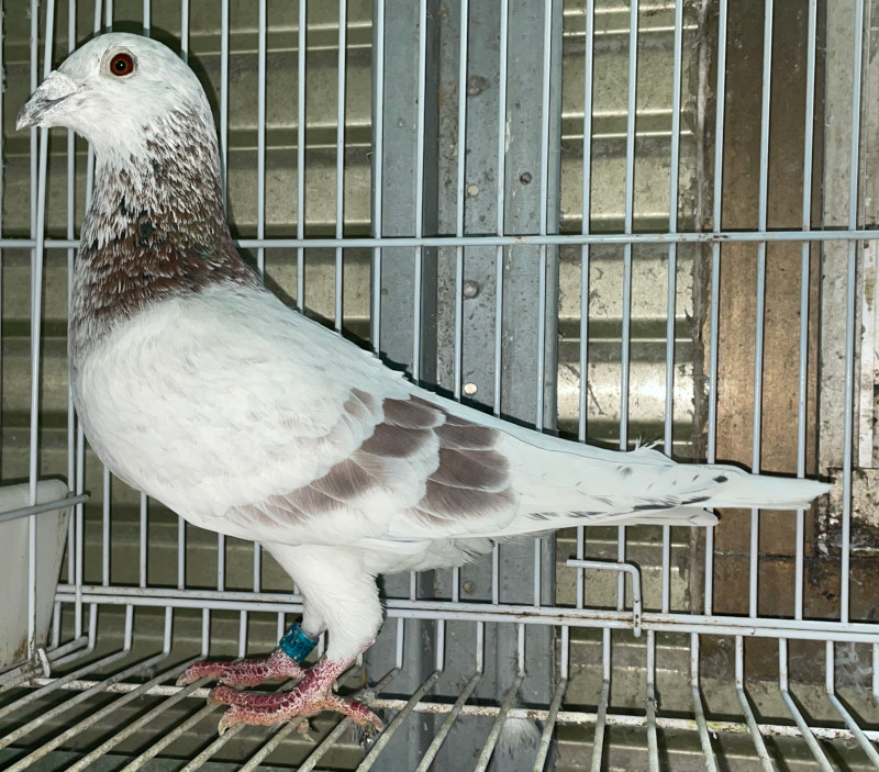 レース鳩モールオークション - 出品鳩♂4番「16HA05919 RG