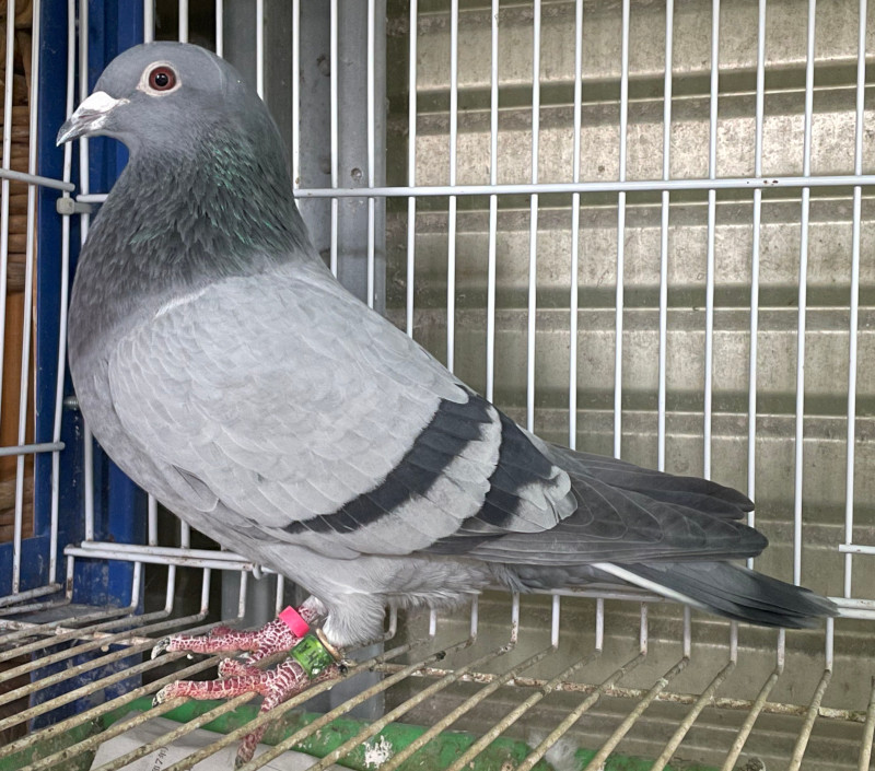 レース鳩モールオークション - 出品鳩♀8番「18HA12260 B