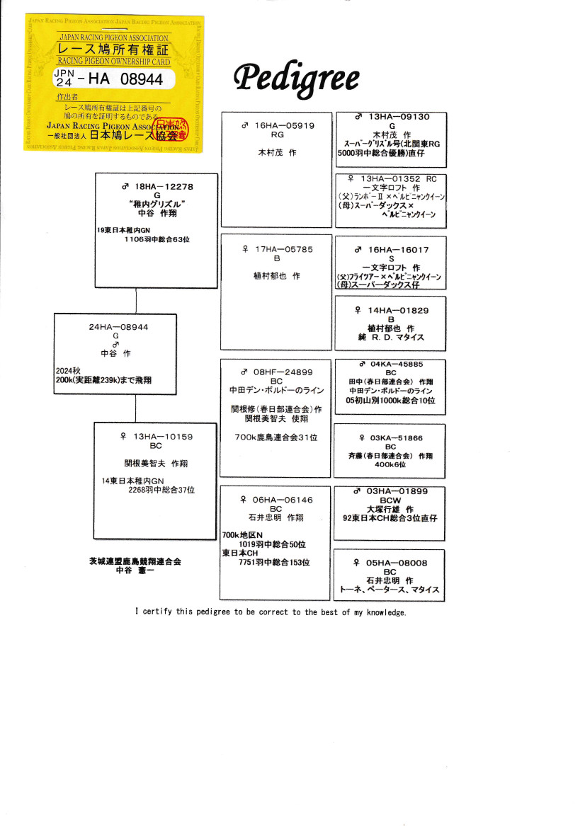 レース鳩モールオークション - 出品鳩若2番
