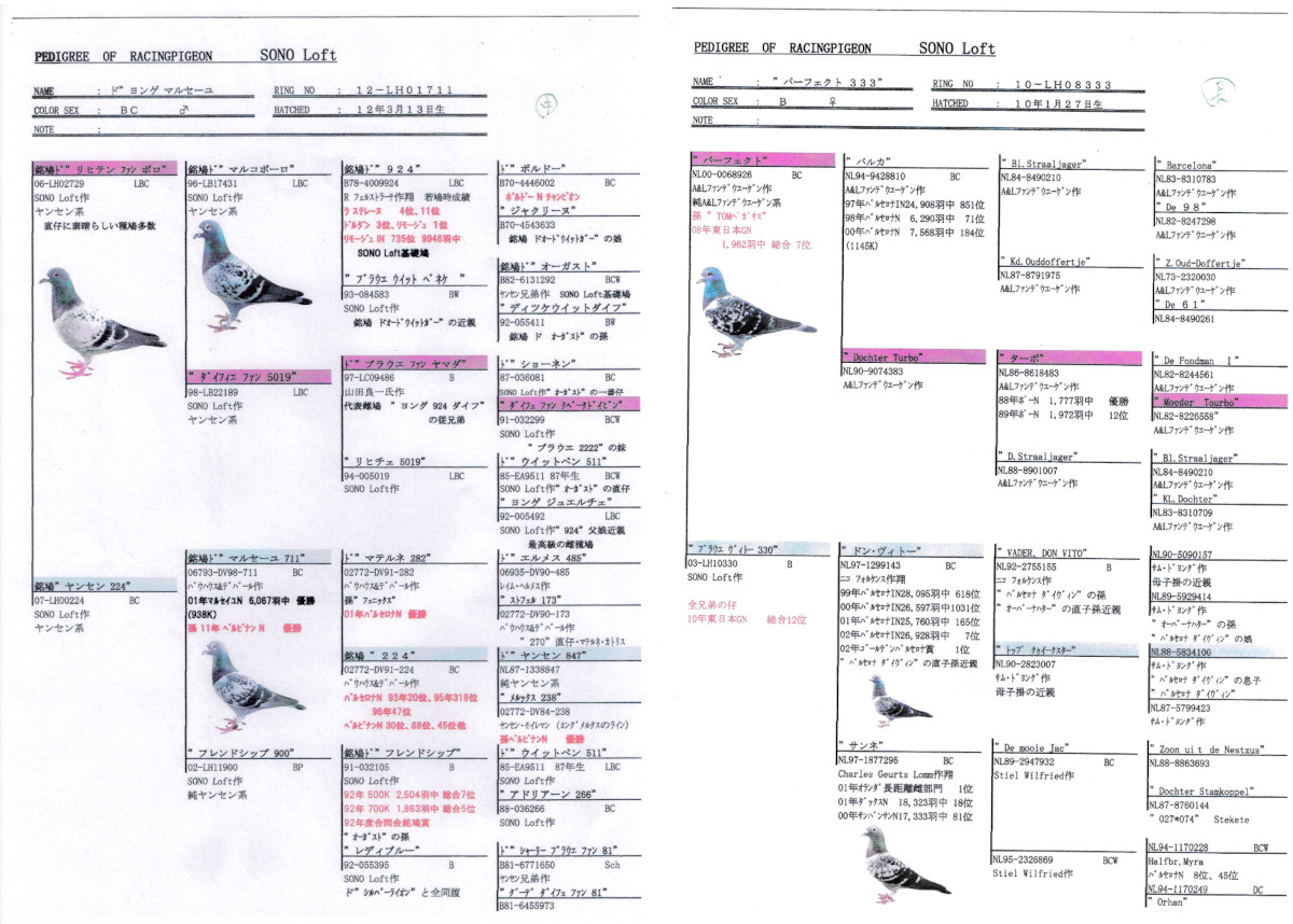 レース鳩モールオークション - 出品鳩♀13番「23AA12645 B