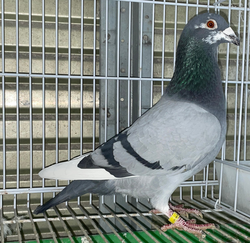 レース鳩モールオークション - 出品鳩♂23番「23AA12640 BW