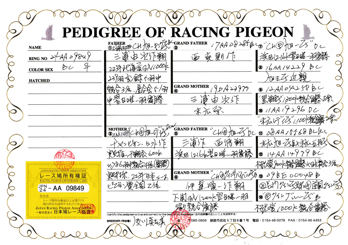 レース鳩モールオークション - 出品鳩♀7番「24AA09849