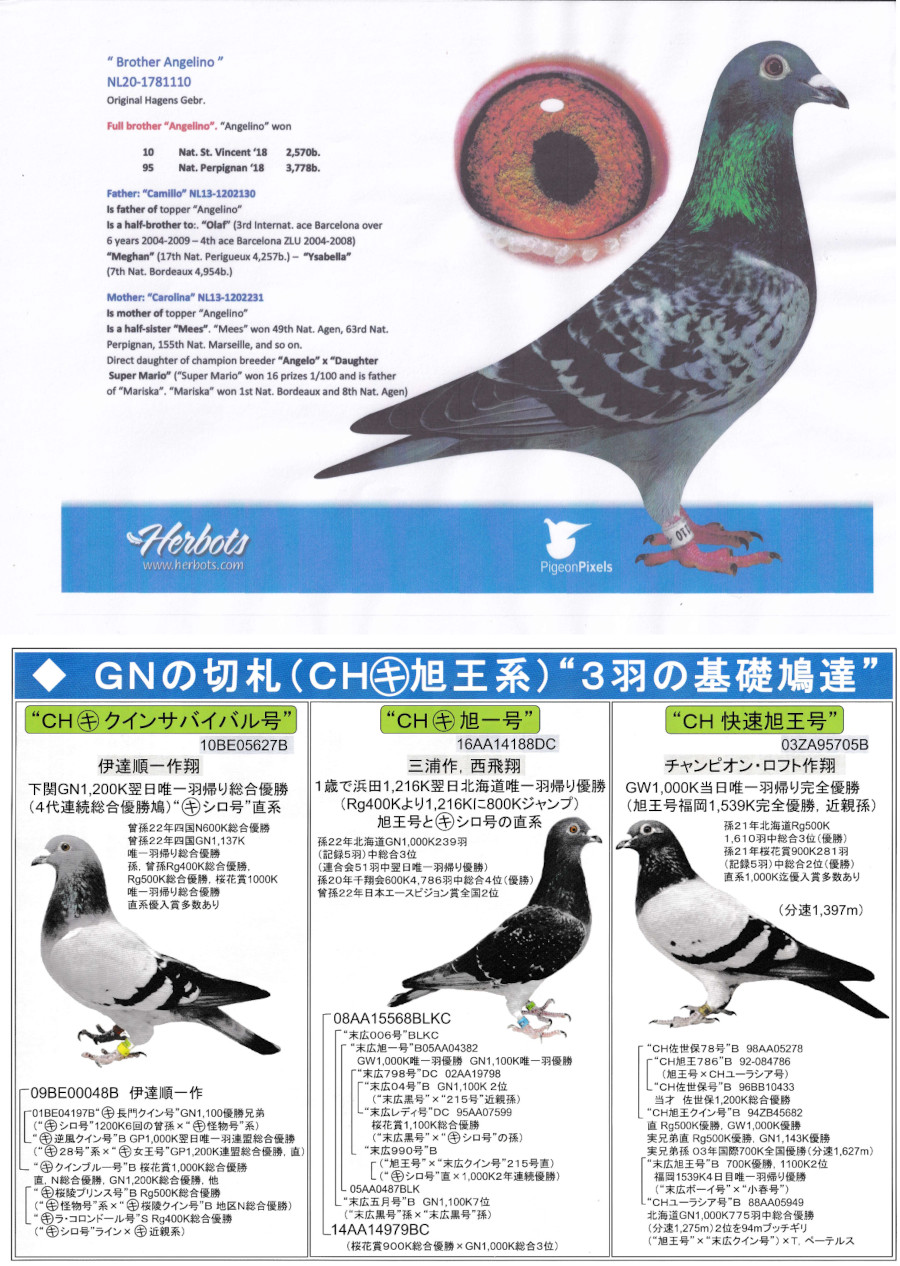 レース鳩モールオークション - 出品鳩♂21番「22DA26625 BCW