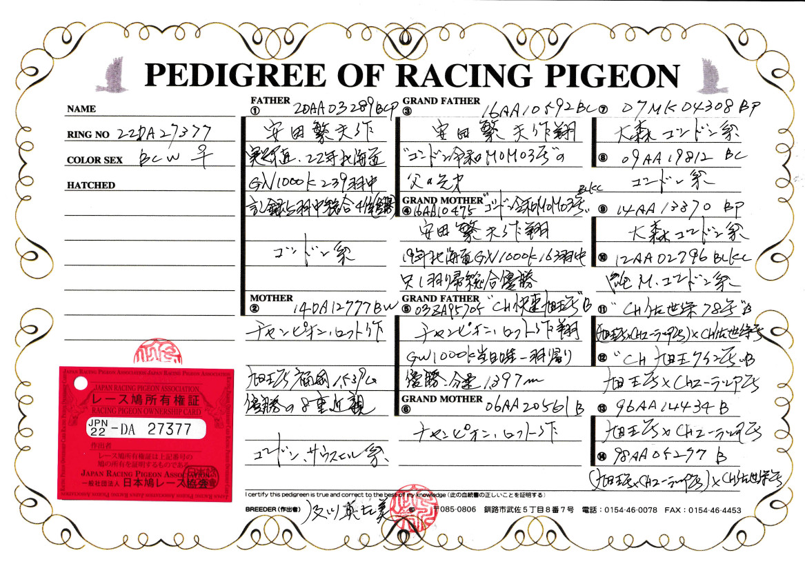 合馬公式 レース鳩モールオークション - 即決・出品鳩♂9番15年生