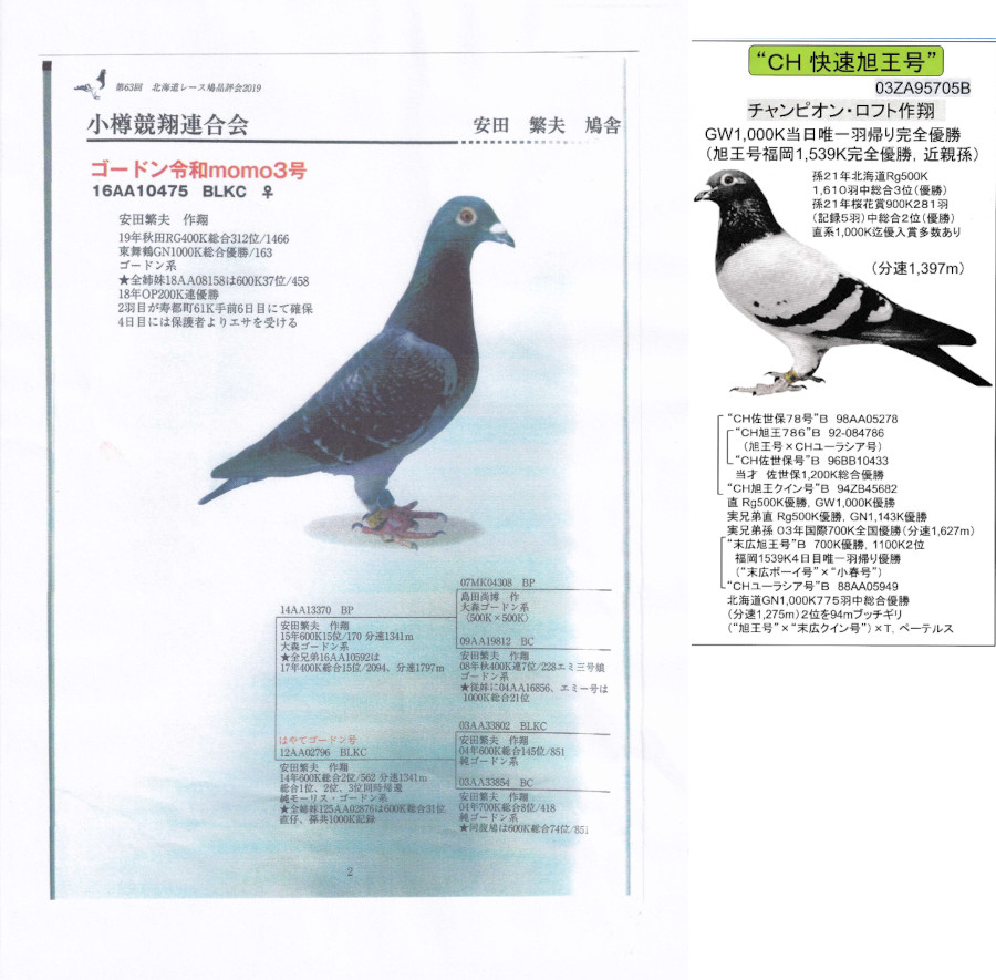 名鳥 オオミチバシリ - Wikipedia