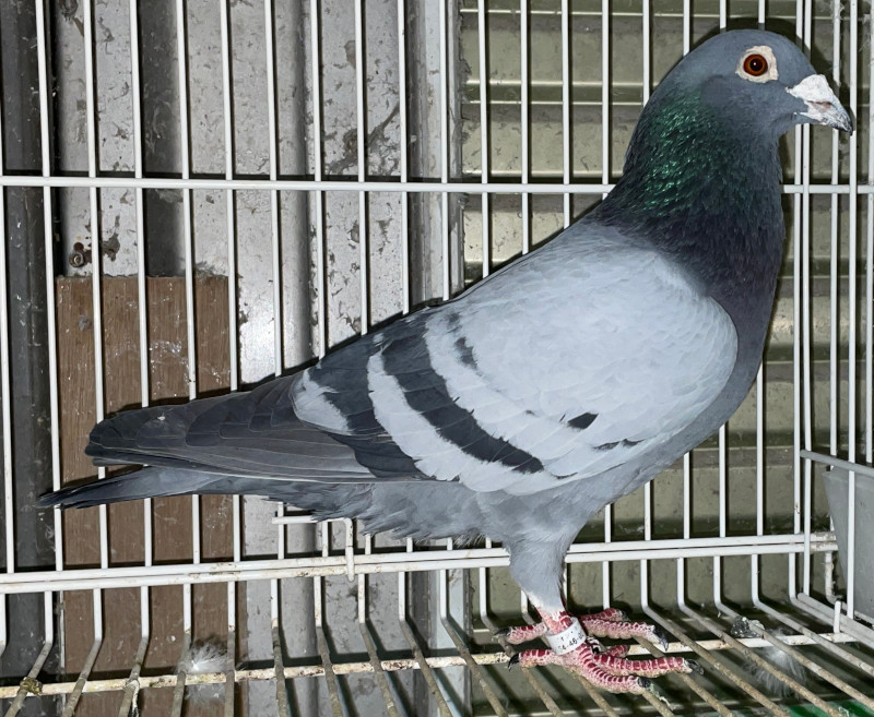 鳩 レース鳩｜種鳩紹介｜エジンバラ系・モイレマン系｜山形のモアクロフト