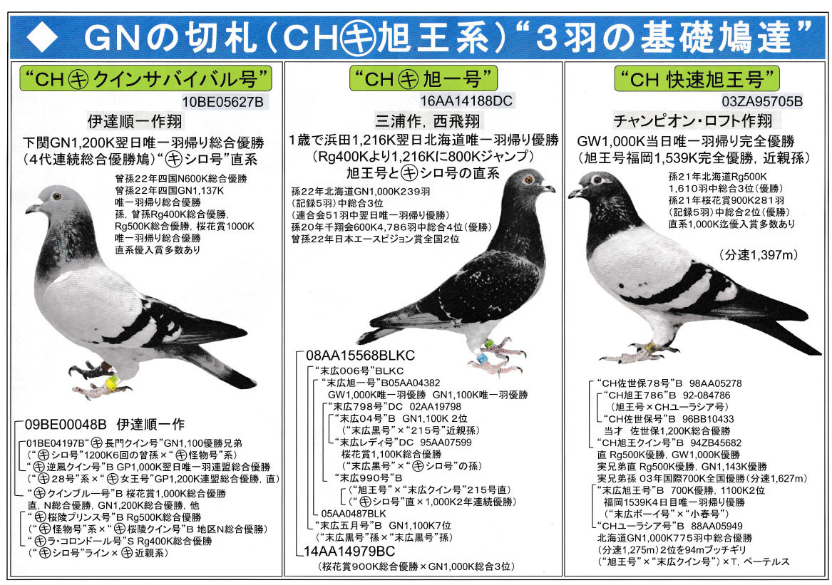 鳩譲ります レース鳩モールオークション - 出品鳩♂22番「23AA12609B
