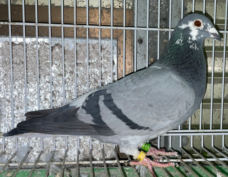 瑞穂⭐︎ ラスト一本　箱付き　インテリアに⭐︎ レース鳩モールオークション - 出品鳩♀18番「23AA12746 BP
