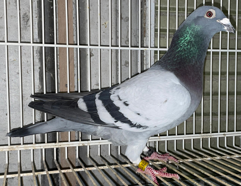 鳩のオリンピック1981 ブレザー☆JRPA 日本鳩レース協会○PIGEON