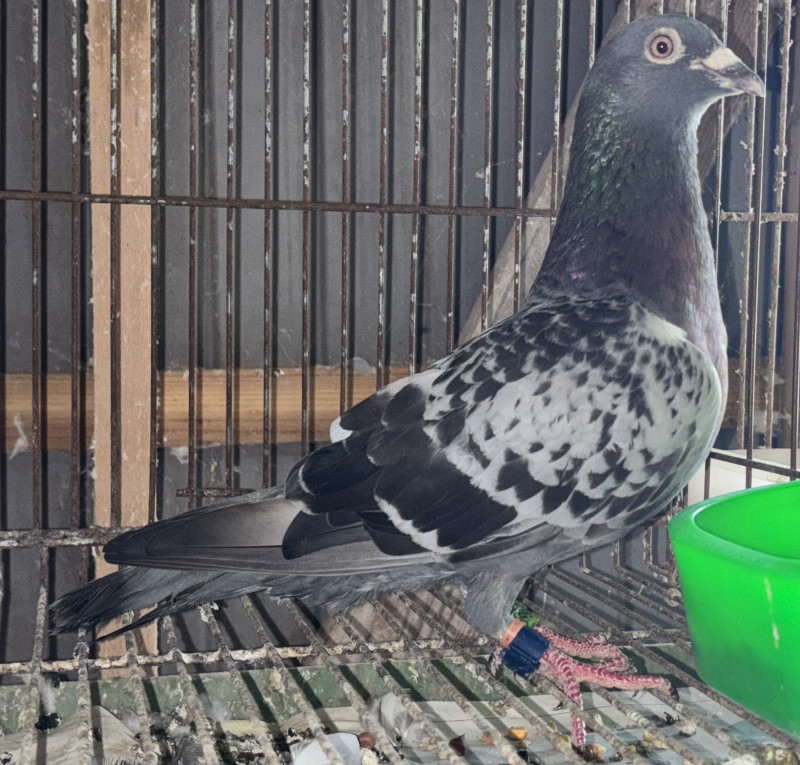 レース鳩モールオークション - 出品鳩「18DA20266 BC