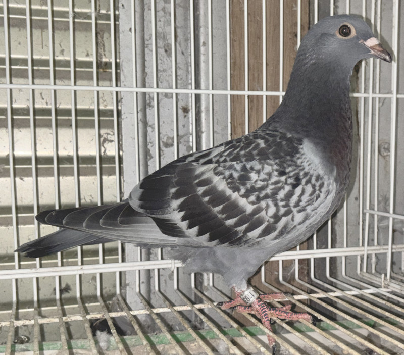 レース鳩モールオークション - 出品鳩「25DA11936 BC」菅原