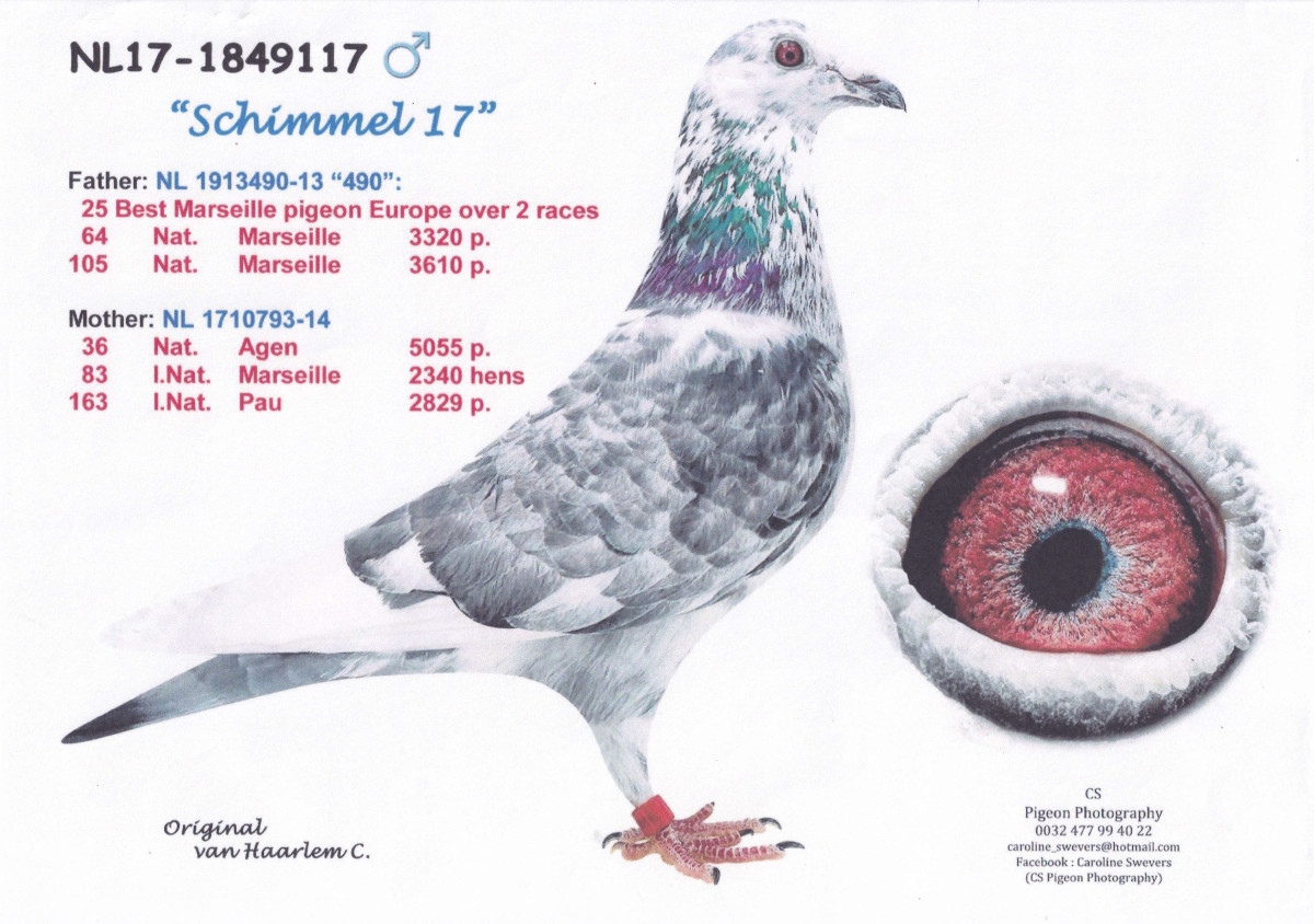 レース鳩モールオークション - 出品鳩「19DA10598 BC