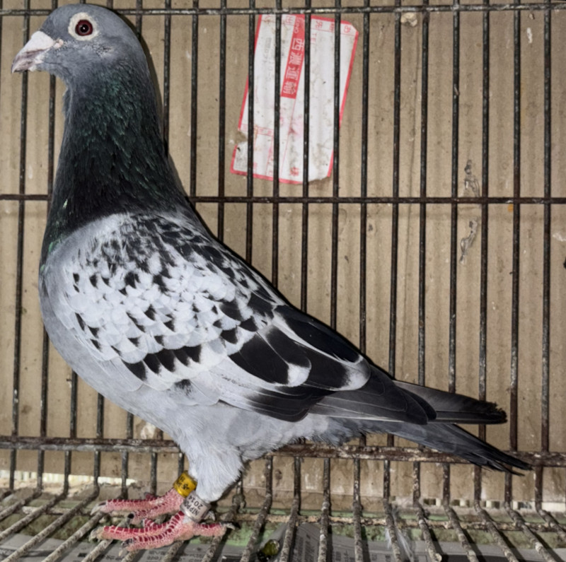レース鳩モールオークション - 出品鳩「19HR00971 BC
